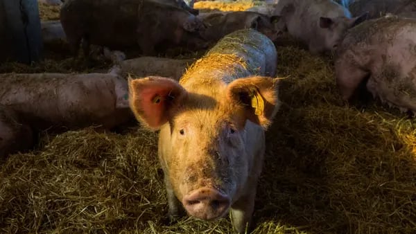 Brotes de virus porcinos en México encarecen la carne de EE.UU.dfd