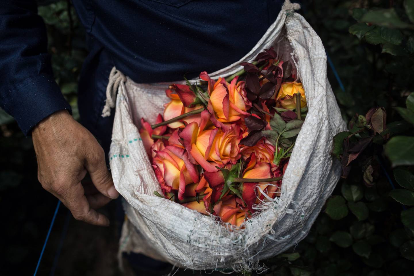 Un trabajador recoge rosas para empacarlas y exportarlas en un vivero en la ciudad de Nemocón, departamento de Cundinamarca, Colombia.