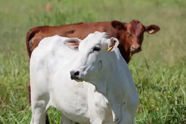 Brasil es el mayor exportador del mundo. La confirmación de dos casos de la enfermedad de "vaca loca" provocó un autoembargo de las ventas a China.