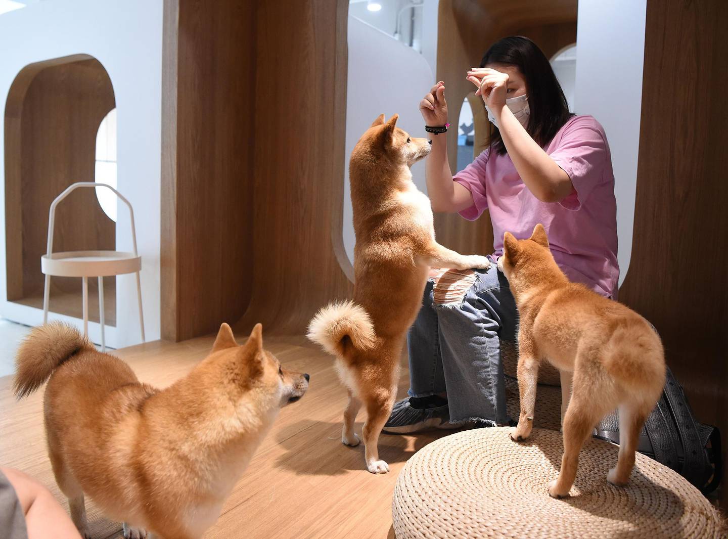 Una persona juega con perros Shiba Inu.