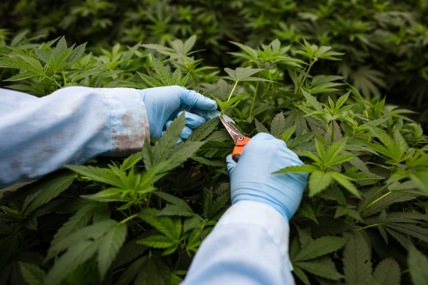 Un empleado hace cortes de una planta madre de marihuana para cultivar clones en una instalación en Colombia.