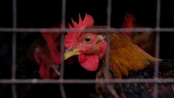 Brasil se centra en las aves silvestres para evitar la propagación de la gripe aviardfd