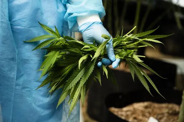 Un trabajador muestra un puñado de plantas de cannabis para una fotografía dentro de un invernadero de Fotmer SA en Nueva Helvecia, Uruguay, el martes 26 de febrero de 2019.