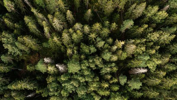 Startup de dos argentinos enfocada en conservación de bosques levanta US$55 millonesdfd