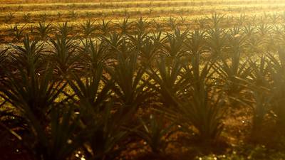Tequila Don Julio Owner Diageo Says Water Crisis Threatens Spirits Supplydfd