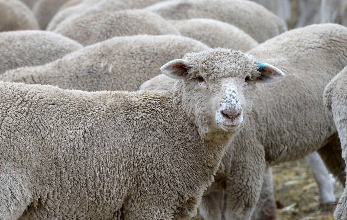 Argentina lidera el mercado de la lana premium.dfd