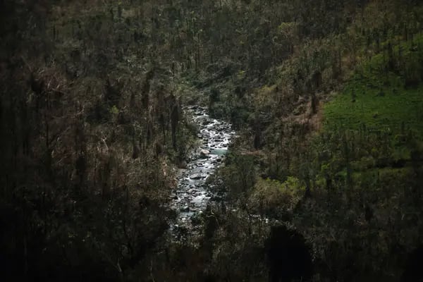 Un arroyo en el Bosque Nal. El Yunque en Puerto Rico