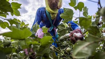 The Global Cotton Supply Is Shrinking, Hit by Drought, Heatdfd