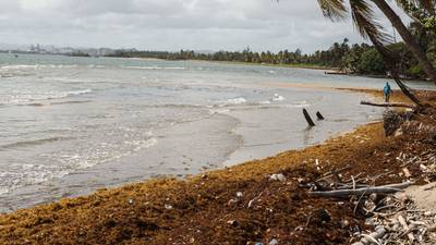 How Sargassum Is Changing the Beach Vacation in the Caribbean, Mexico, Floridadfd