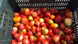 Insumos golpean la producción de tomate en Panamá