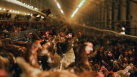 Brote de gripe aviar ha matado 37 millones de animales en EE.UU.