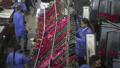 Los trabajadores seleccionan rosas recién cortadas para empacarlas y exportarlas en las instalaciones de Elite Flower en Facatativá, Colombia, el lunes 24 de enero de 2022.