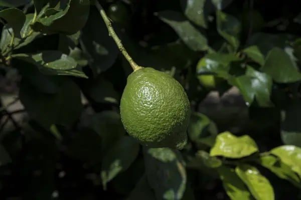 A lemon hangs from a tree at a farm in the town of Tafi Viejo in the province of Tucuman, Argentina, on Thursday, March 23, 2017. Argentina is currently in talks to regain preferential tariff status with the U.S., which agreed in December to approve the entry of Argentine lemons after a decade-long review. That ruling would have gone into effect in January, but the incoming Trump administration put it on hold. Photographer: Marcelo Perez del Carpio/Bloomberg