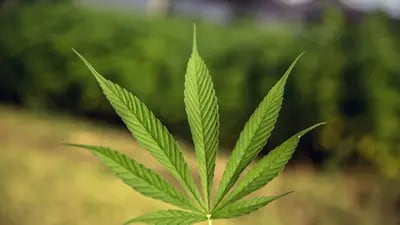 Fundos ligados a cannabis têm forte baixa