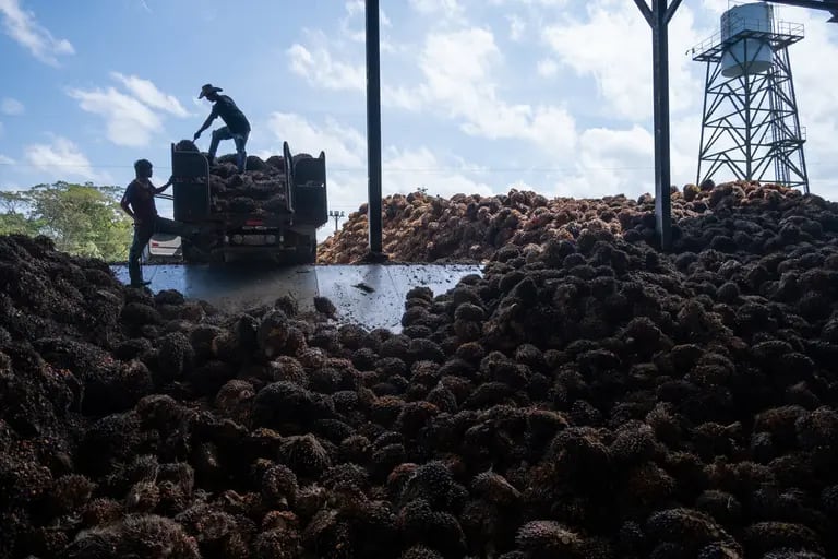 Trabajadores descargan frutos de aceite de palma en una planta de procesamiento en Colombia. Fotógrafo: Ferley Ospina/Bloomberg
dfd