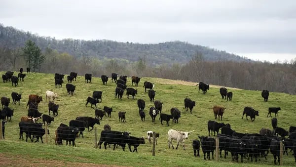 Marfrig: rebanho de gado deve continuar a encolher nos EUA até 2025, diz executivodfd