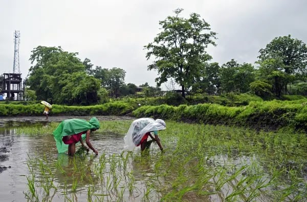 India, el mayor exportador de arroz del mundo, prohibió los envíos de arroz blanco no basmati para mantener los precios internos en niveles cómodos