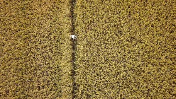 Cambio climático borraría zonas aptas para cultivo de arroz en Colombiadfd