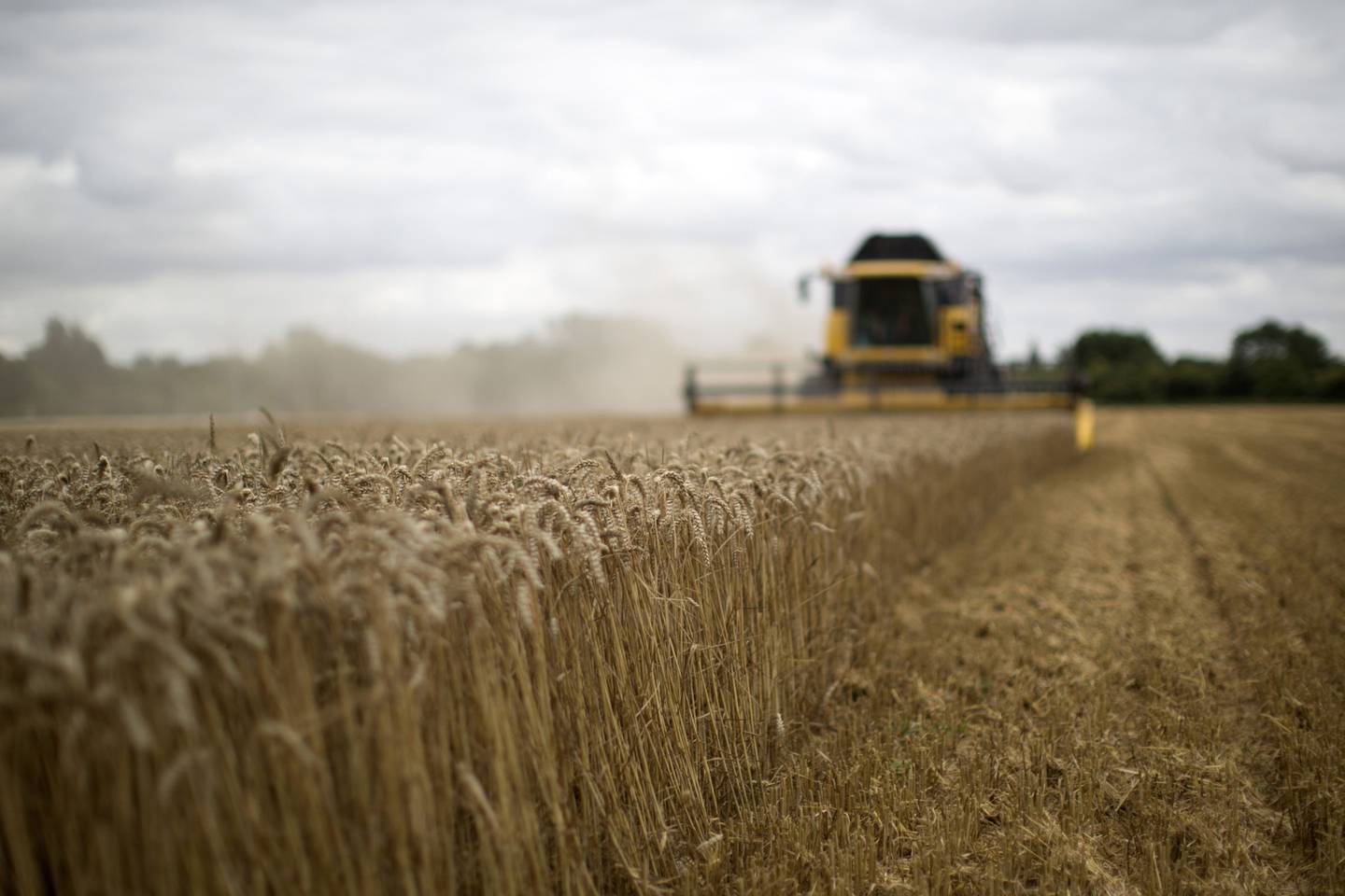 Una cosechadora New Holland Agriculture opera en un campo de trigo de invierno, cerca del pueblo de Fulbourn, Reino Unido.dfd