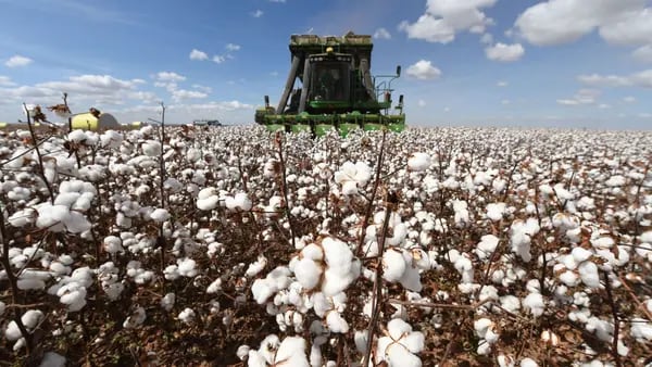 Following Leadership in Corn and Soy Exports, Brazil Eyes Cotton Expansiondfd