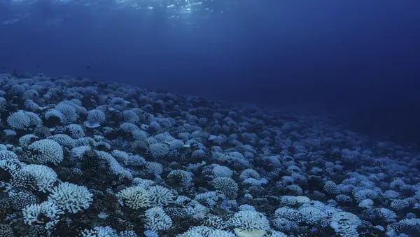 El calor está sumiendo en una crisis a los arrecifes de coral del planetadfd