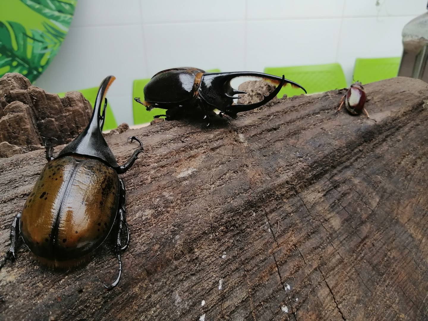 "Los escarabajos metabolizan los residuos sólidos orgánicos y producen un fertilizante que puede regenerar los bosques deforestados de todo el planeta en poco tiempo".dfd