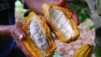 Cuero, plástico y tableros de cacao made in Ecuadordfd