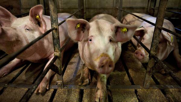 Los grandes productores de cerdo no pueden renunciar a las jaulas de gestacióndfd