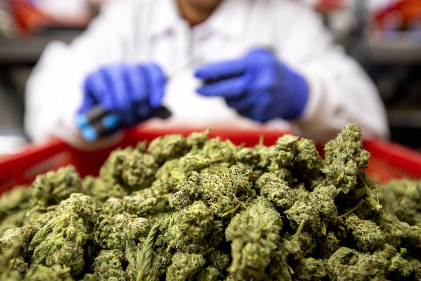 Mientras se desarrolle la nueva legislación, se  autorizará la importación de medicamentos a base de cannabis.