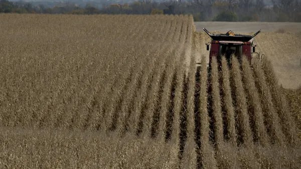 Trigo y maíz: ¿en qué momento Colombia prefirió importar más que producir?dfd
