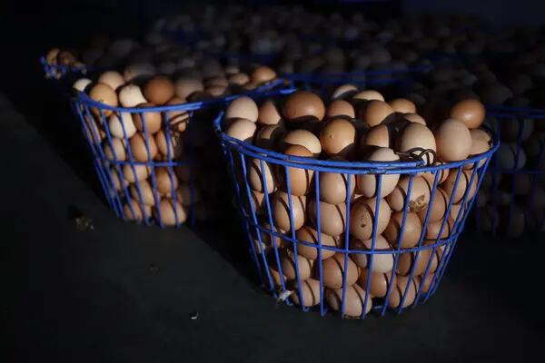 Produtores de ovos apostam na exportação para repassar aumento de custos de produção