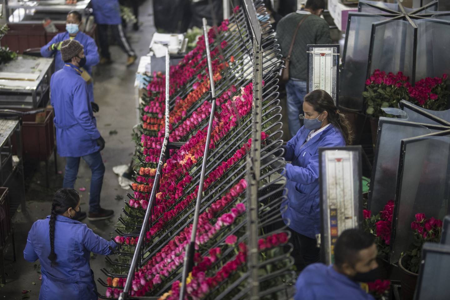 FedEx Express aseguró a través de un comunicado que por la celebración de esta fecha esperaba transportar hasta 1,2 millones de kilos de flores a Estados Unidos, provenientes de Ecuador y Colombiadfd