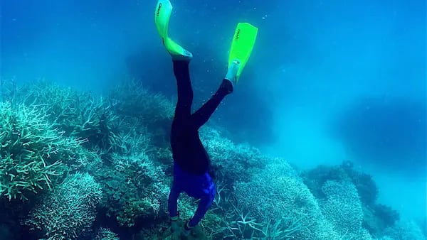 Visita la Gran Barrera de Coral antes de que el cambio climático acabe con elladfd
