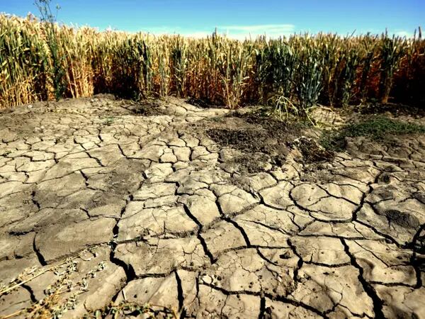 La tierra seca y agrietada es visible junto a un campo el 25 de mayo de 2021 en Firebaugh, California.