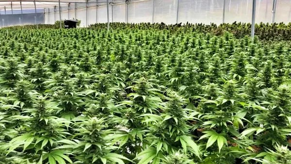 EXCLUSIVA: Colombian Organics y Flora ya enviaron flor seca de cannabis al mundodfd