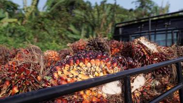 Na Indonésia, produtores de óleo de palma protestam por proibição da exportaçãodfd