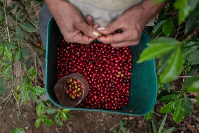 Granos de café recogidos a mano durante la cosecha. Fotógrafo: Juan Cristobal Cobo / Bloombergdfd
