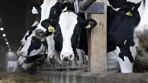 Costos de producción ponen más presión al sector lácteo, que da señales de alertadfd