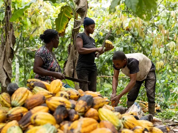El cacao bate un nuevo récord y la molturación en Norteamérica desafía las expectativasdfd