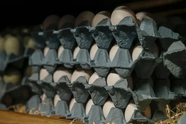 El precio del huevo blanco se ubicó en MXN$43,83 por kilo el 1 de febrero, un aumento de 15,3% respecto del 31 de enero de 2023, (Foto con fines ilustrativos).