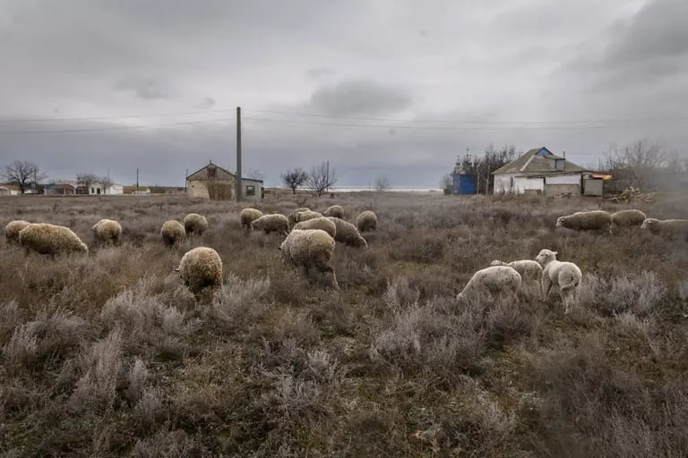 Sheep graze among the ruins of the largely deserted community of Solkovye, on the road to Crimea in the Henicheskyi region of Kherson Oblast on Jan. 19.dfd