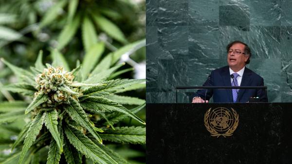Ventas de cannabis medicinal al exterior no cumplieron expectativas: exportadoresdfd