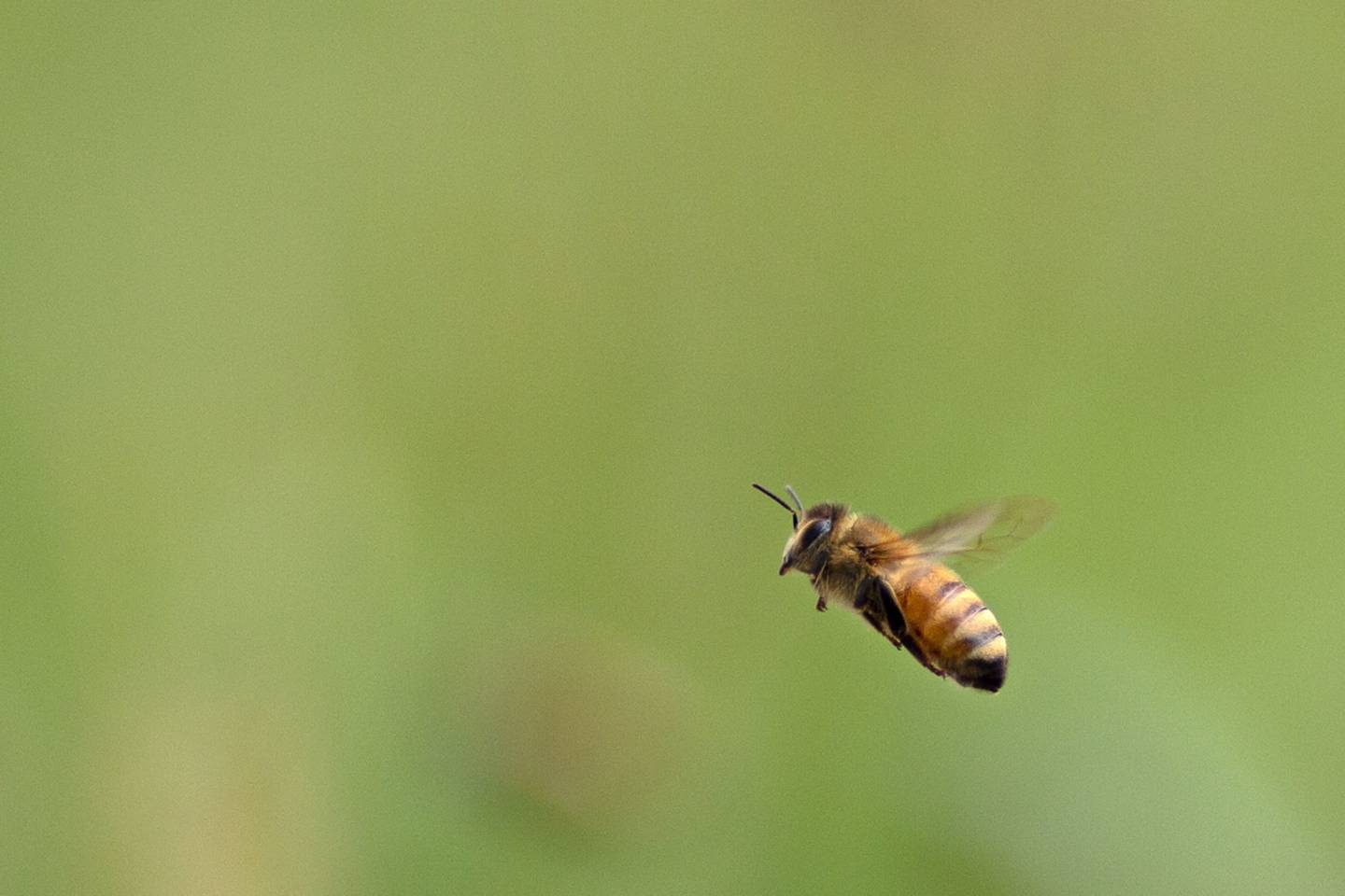 Abejas de la miel de Buckfast vuelan cerca de una colmena en Illinois, EE.UU.