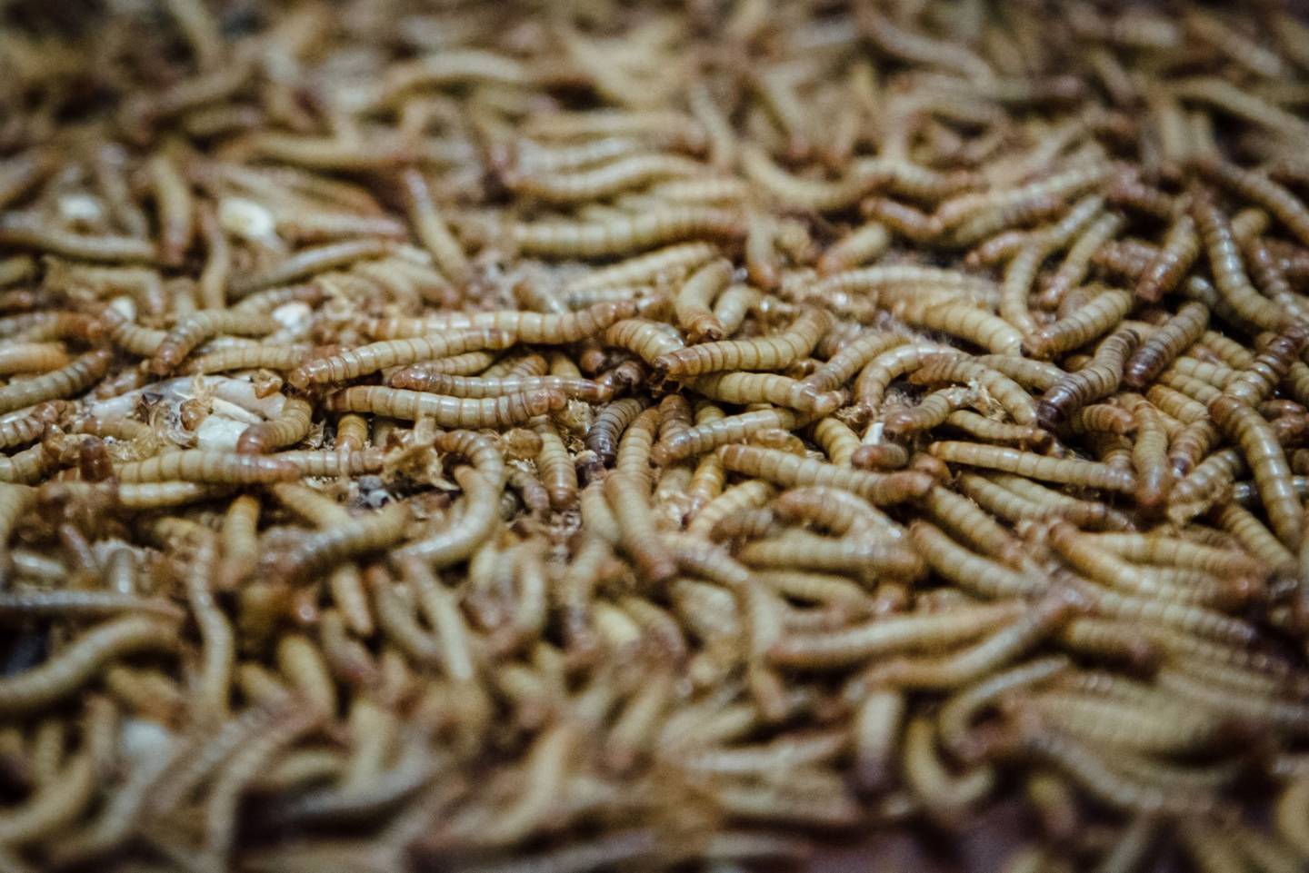 Mealworms.