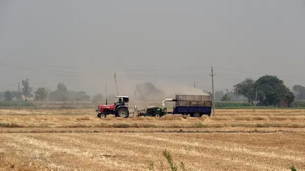 India estudia frenar exportaciones de trigo ante crisis de suministro de alimentosdfd