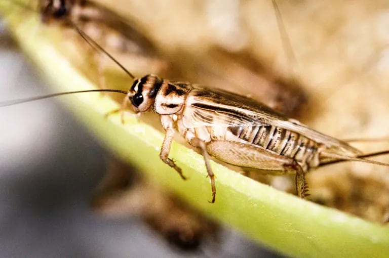 Produção de insetos para consumo alimentar é mais sustentável que outras fontes de proteínadfd