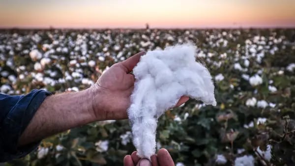 El ocaso del algodón: ¿cómo consiguió Colombia destruir su propia industria?dfd