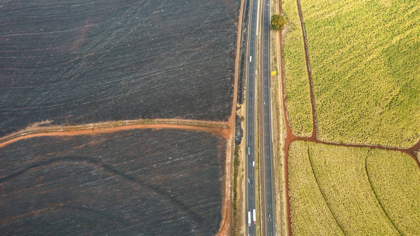 Sugarcane fields next to scorched fields due to a fire near Ribeirão Preto, Sao Paulo state, Brazil.