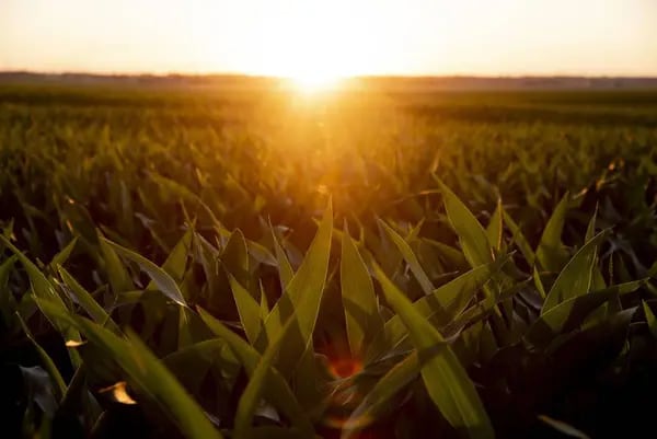 Los fertilizantes vienen subiendo de precio desde 2021 y la crisis se acentúa por la guerra en Ucrania.