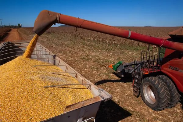 Produção de milho: país superou os EUA na safra atual como maior exportador do mundo